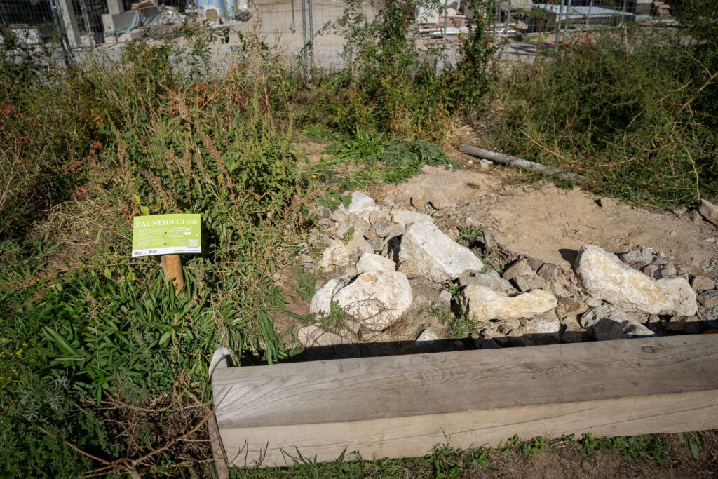 Protected habitat area for sand lizards with rock pile